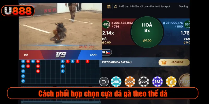 Cách phối hợp chọn cựa đá gà theo thế đá