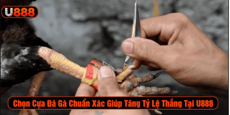 Chọn cựa gà đá