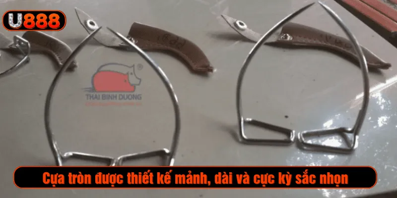 Cựa tròn được thiết kế mảnh, dài và cực kỳ sắc nhọn