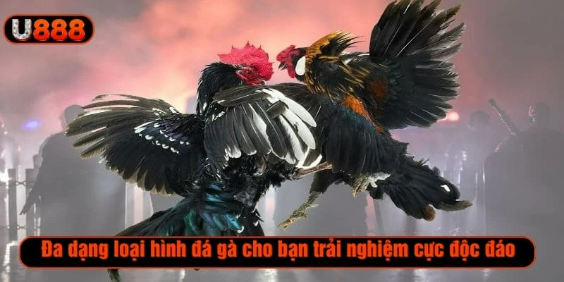 Đa dạng loại hình đá gà cho bạn trải nghiệm cực độc đáo