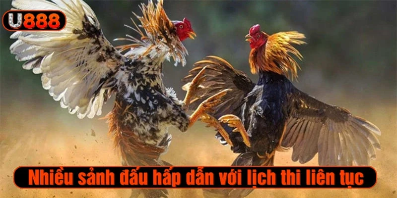 Nhiều sảnh đấu hấp dẫn với lịch thi liên tục