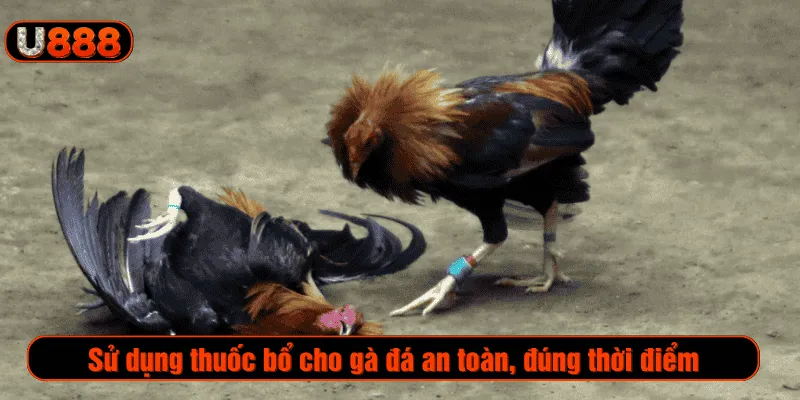 Sử dụng thuốc bổ cho gà đá an toàn, đúng thời điểm