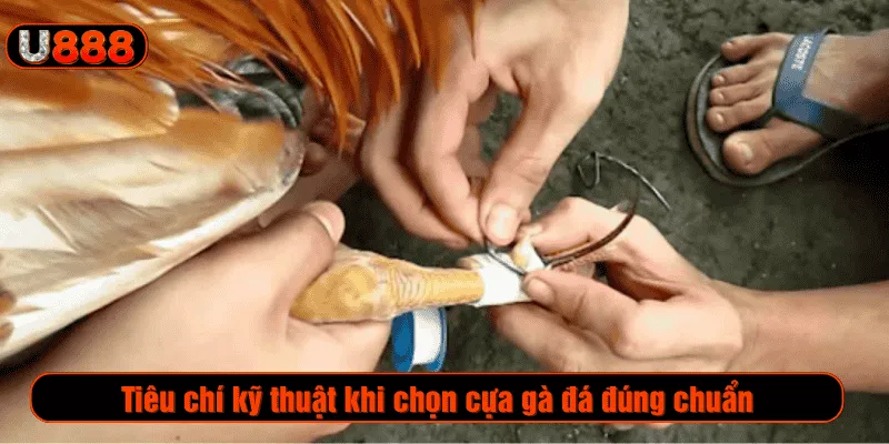 Tiêu chí kỹ thuật khi chọn cựa gà đá đúng chuẩn